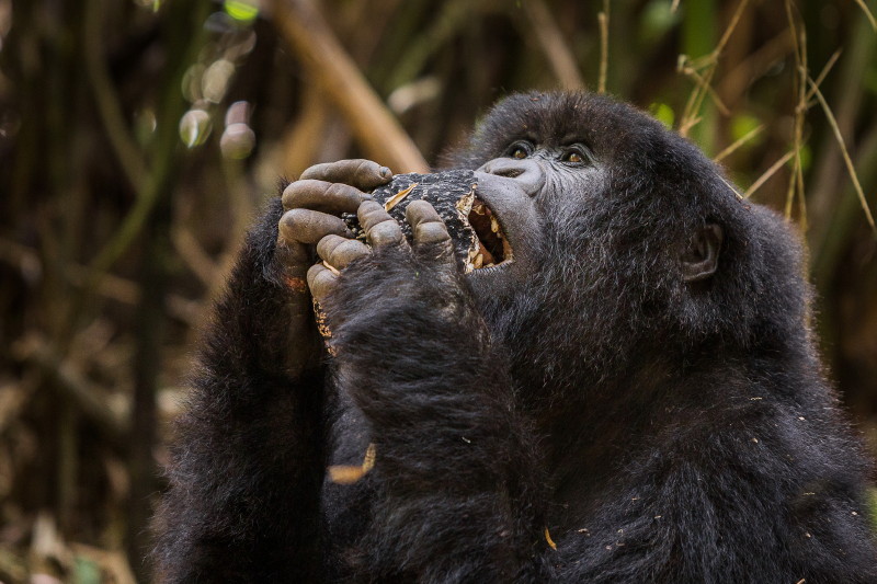 62 Rwanda, Volcanoes NP, gorilla.jpg